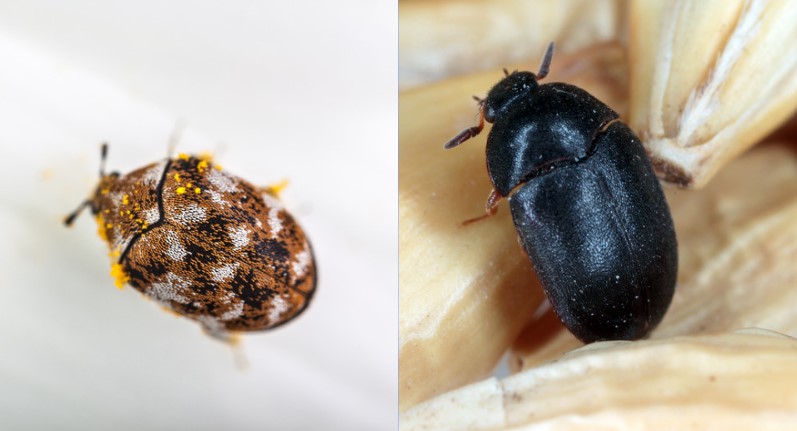 What is the Difference Between a Carpet Beetle and a Fur Beetle