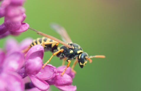 What is the Difference Between Honeybee and Wasp?