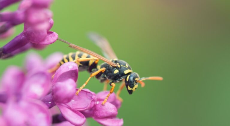how to spot a wasp nest in London