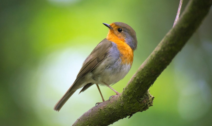 What is the Most Effective Bird Repellent