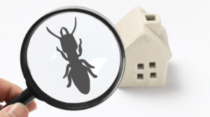 What is the Need for a Termite Inspection in an Old House