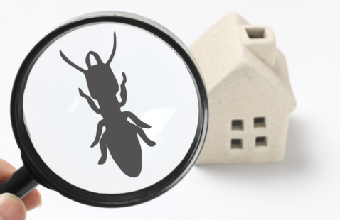 What is the Need for a Termite Inspection in an Old House?