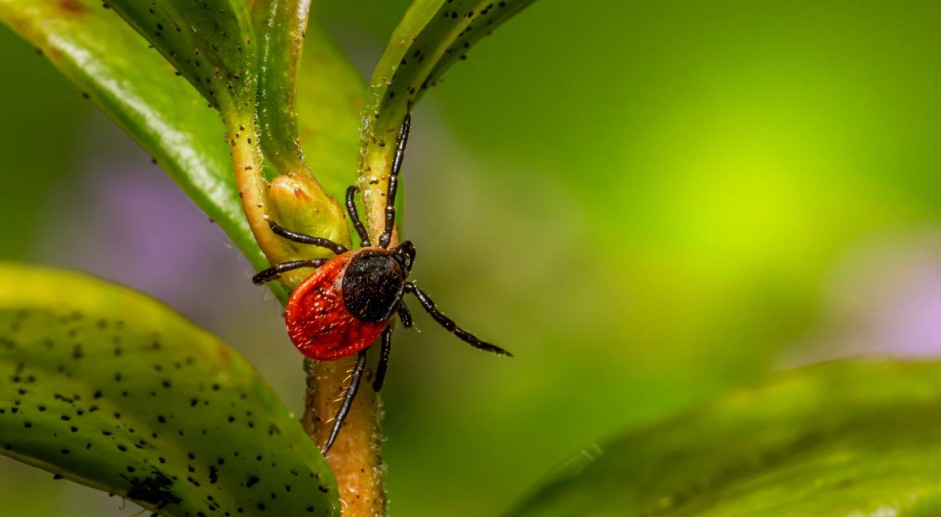 What to Do If You Are Bitten by a Tick