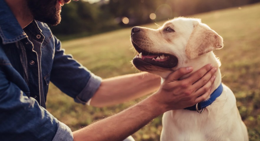 What to Do If You Find Bugs on Your Dog