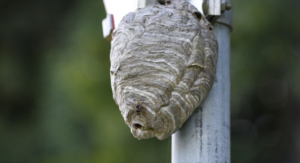 What to Do When You Find a Wasp Nest?