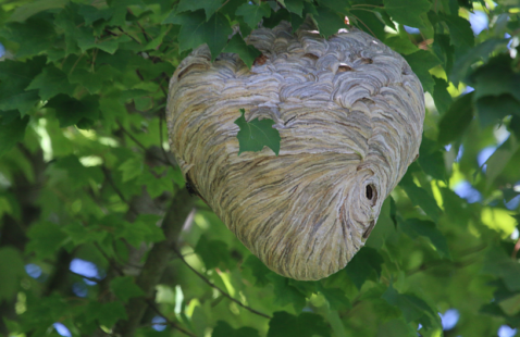 What to Do When You Find a Wasp Nest?