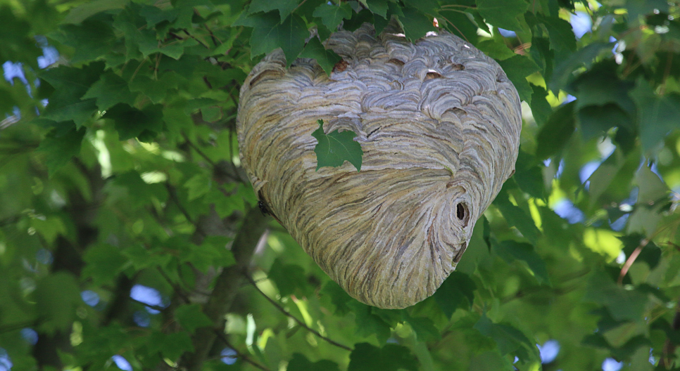 What to Do When You Find a Wasp Nest?