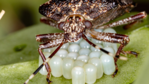 Where did Stink Bugs Come From, and How to Avoid them