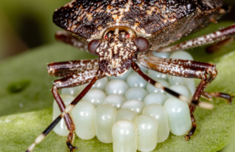 Where did Stink Bugs Come From, and How to Avoid them?