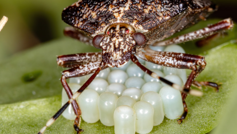 Where did Stink Bugs Come From, and How to Avoid them