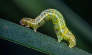 Why Are Bugs Worse in the Summer
