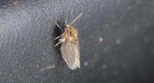 Why Do I Suddenly Have Drain Flies