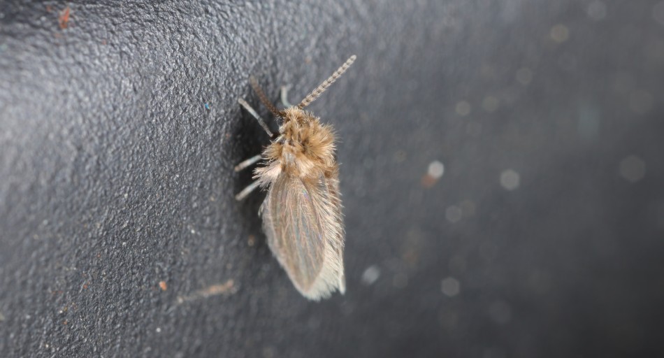 Why Do I Suddenly Have Drain Flies