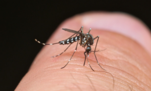 Why Do Mosquito Bites Itch more at Night