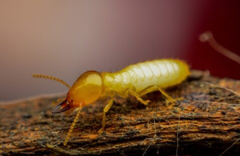 Why Does Every Home Needs an Annual Termite Inspection?