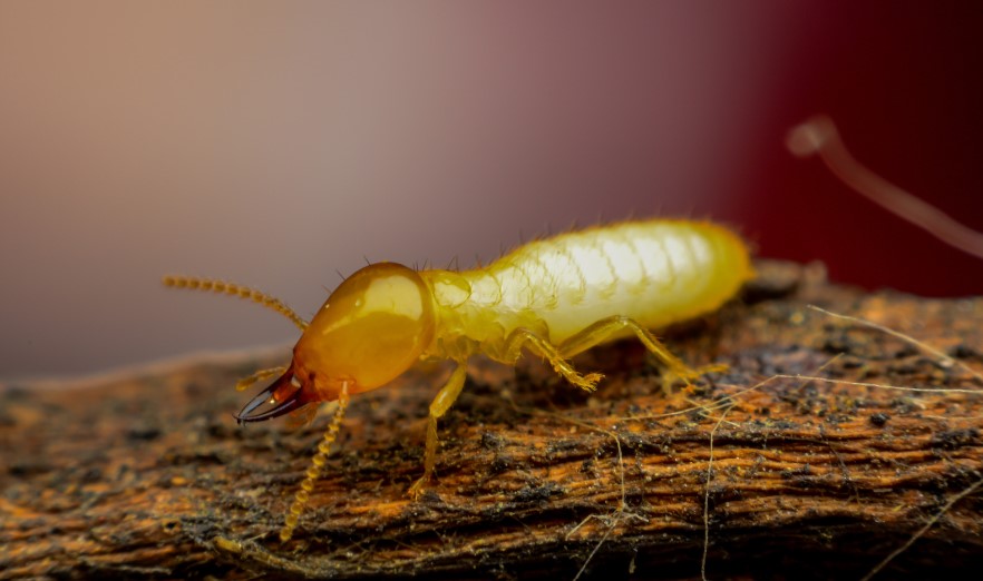 Hvorfor trenger hvert hjem en årlig termittinspeksjon?
