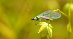 Why Have I Got Lacewings in My House