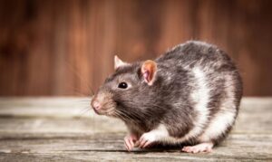Why Is My Rat Poison Not Killing the Rats