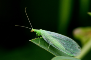 Why Pest Control is necessary for Old Unused Buildings