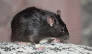 Why Rodent Droppings are Dangerous