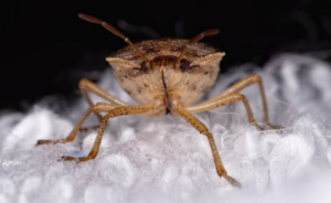Hvorfor er stank bugs et problem