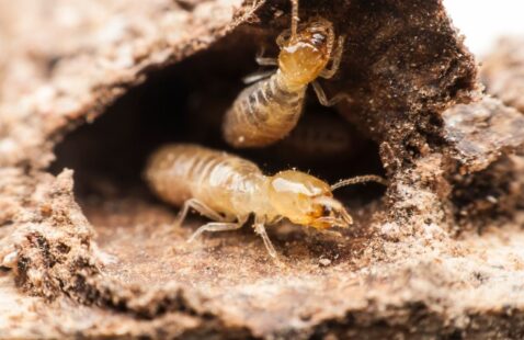 Why is Termite Inspection Important for New House?