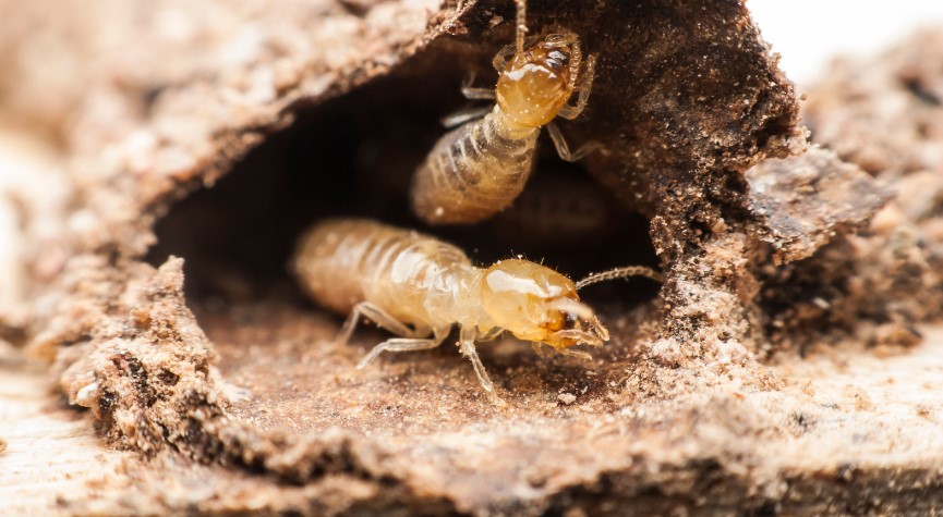 Why is Termite Inspection Important for New House?