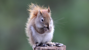Why is it hard to Get Rid of American Red Squirrel