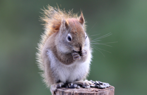 Why is it hard to Get Rid of American Red Squirrel?