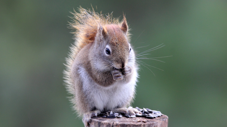 Why is it hard to Get Rid of American Red Squirrel