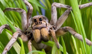 Wolf spiders