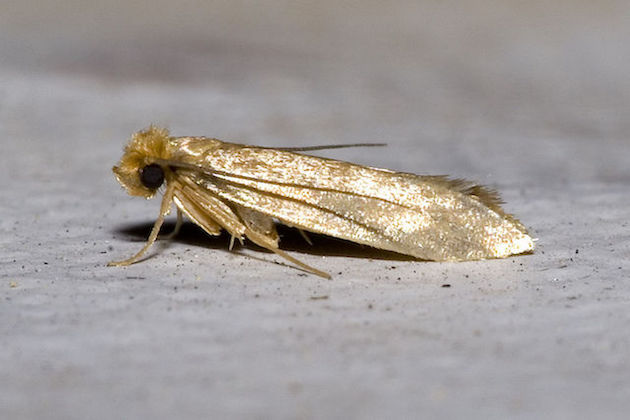 a capet moth
