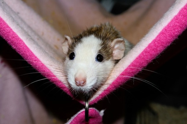 a cute pet rat