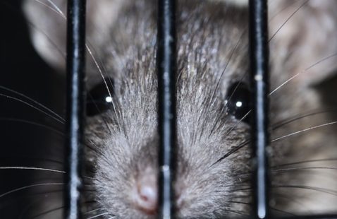 A Brief History Of Rats In London