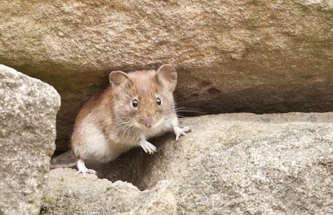 Mice Infestation Health Risks UK