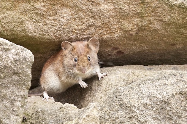 mice infestation health risks