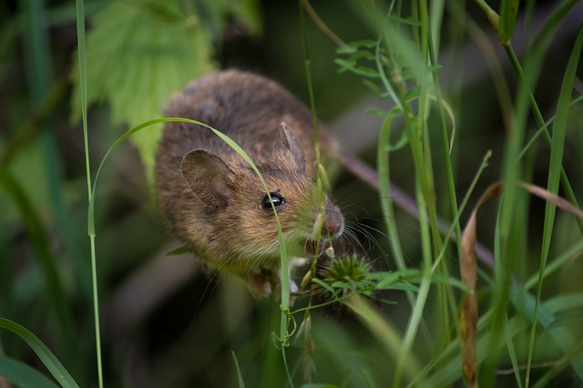 a mouse living in a house garden