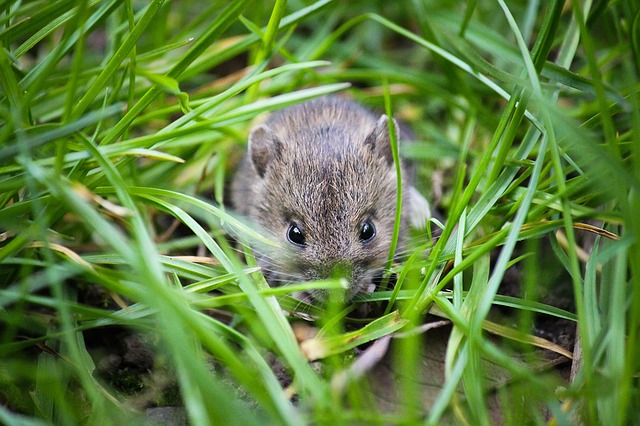 a london mouse waiting outdoors