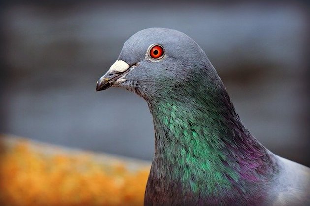 a pigeon image