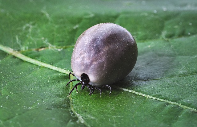 a tick can harm pets