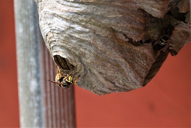 a wasp nest in london garden