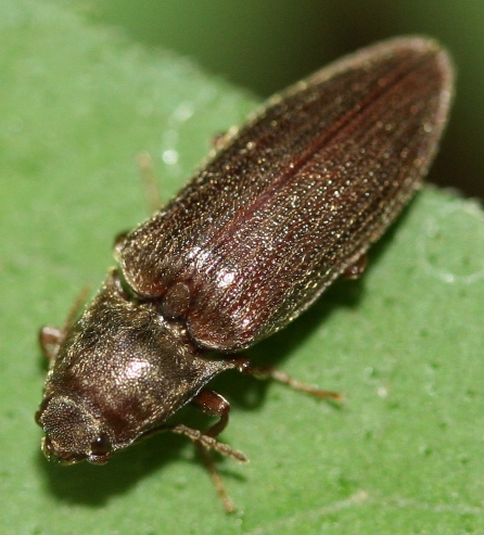 Click Beetle