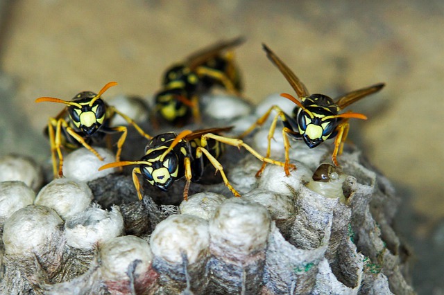 angry wasps