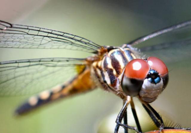Dragonfly
