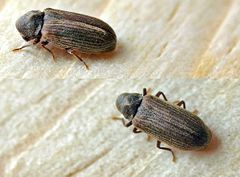 Furniture Beetle
