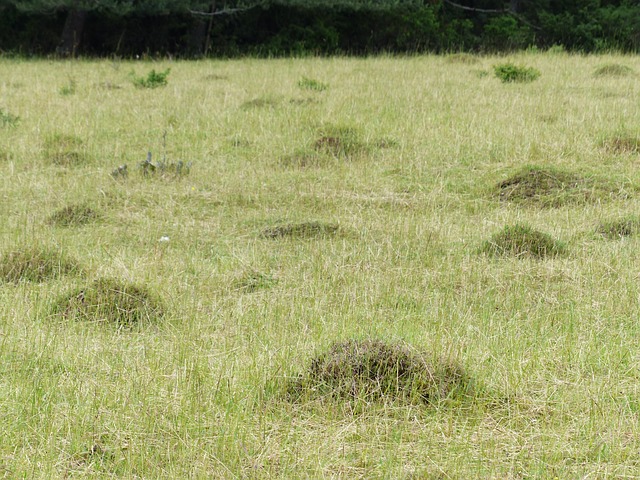 ant hills in the garden