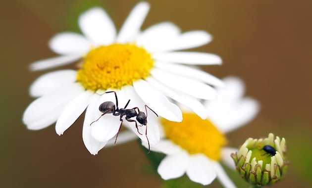 ant proofing