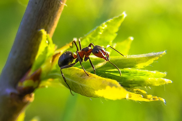 Ant Species UK Guide