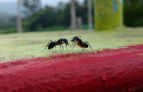 Facts About Ants Working Together