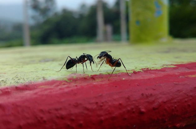 Facts About Ants Working Together